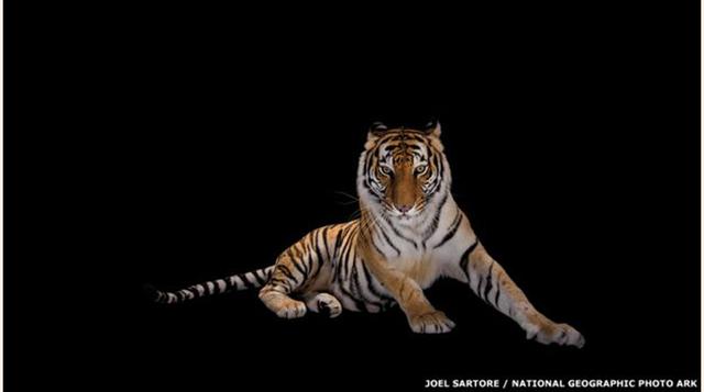 Este es un tigre de Bengala del Zoológico del Golfo en Alabama. (Foto: bbc)