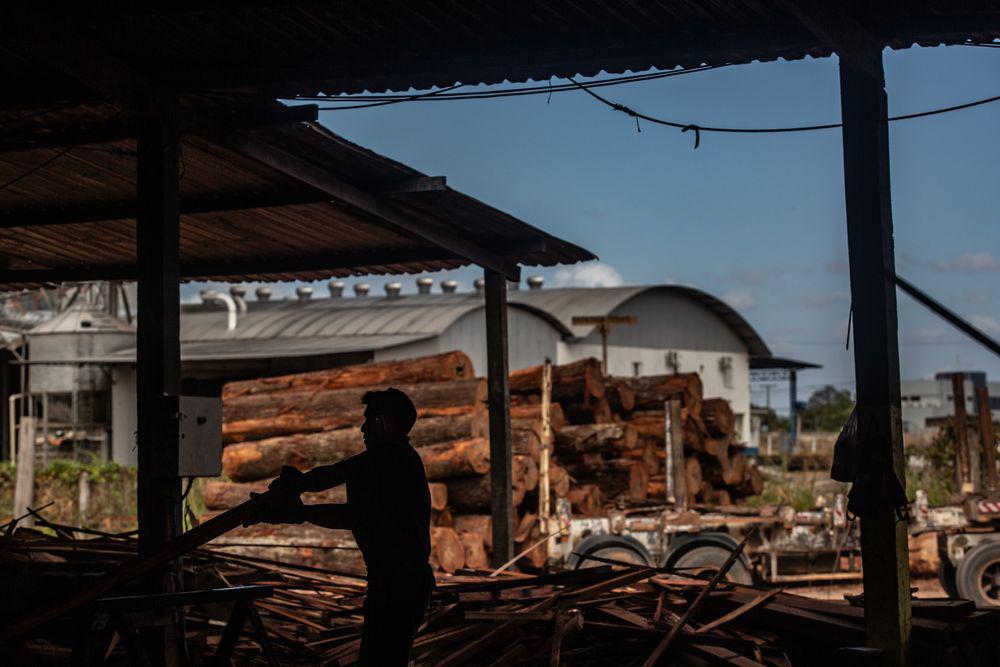 Tala de árboles en la Amazonía.