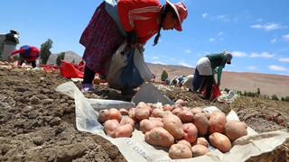 Arequipa: productores de papa a punto de quebrar por baja demanda y caída de precios