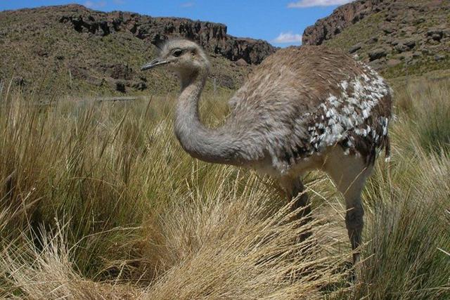 Tiene un pico y cabeza color gris, el cuello y el dorso gris parduzco con extremos de plumas blancas. (Foto: Andina)