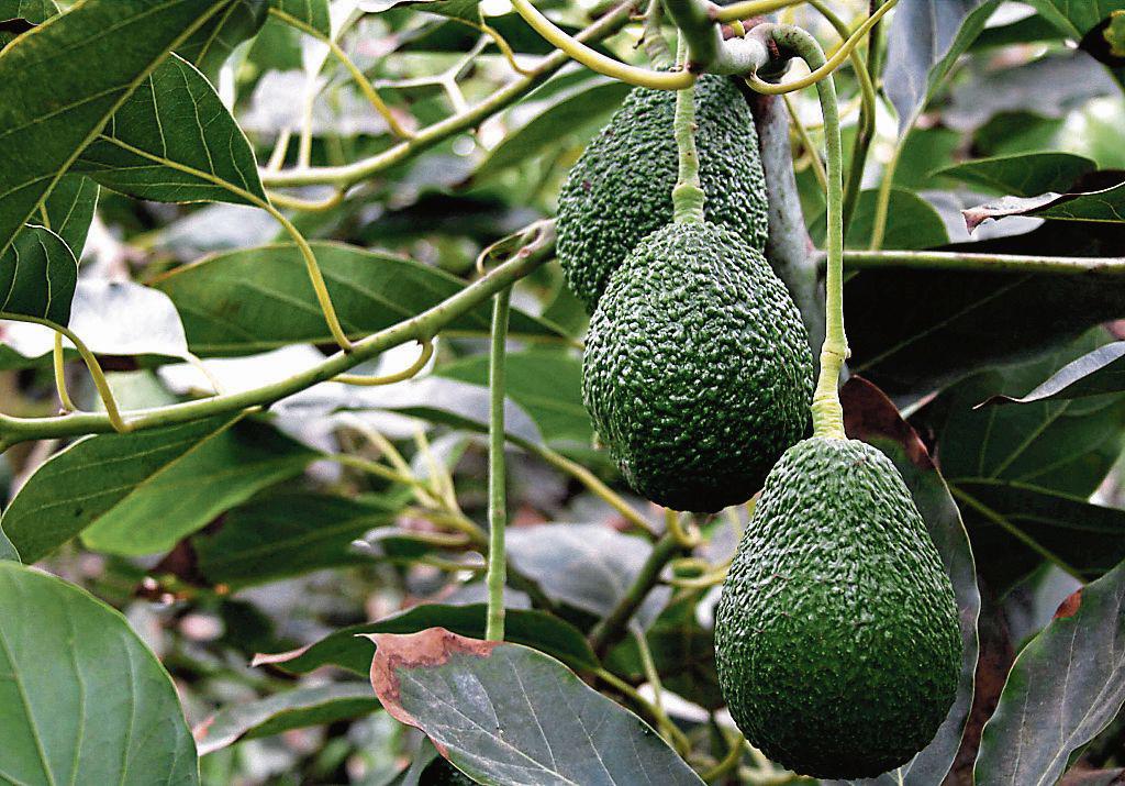 Palta (Foto: GEC)