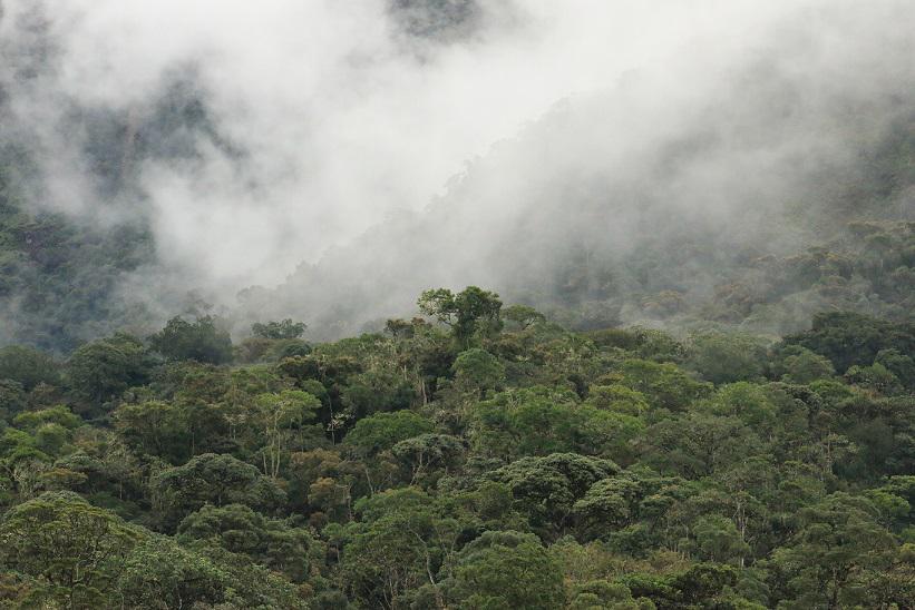 El informe dará un papel importante a los bosques en la lucha contra la crisis climática. (Foto: Sernamp)