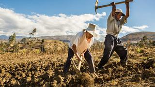 Áreas sembradas de quinua son las que más se contraen en la campaña agrícola