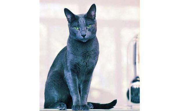 Azul ruso. Es una de las razas de gato de pelo corto más populares. Afuera de Rusia esta raza se volvió reconocida en 1893. Como dice el dicho, este gato trae suerte al hogar. Puedes conseguir este talismán ruso en 400 a 2,000 dólares.