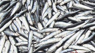 Produce dispuso cierre de más de 160 mil km2 de mar para proteger a la anchoveta