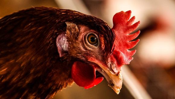 Pero la aplicación de esta medida no avanzó tan rápido como se esperaba en Francia, el primer productor europeo de huevos y que cada año ejecuta unos 50 millones de pollos machos, a través de la técnica del triturado o gaseándolos. (Foto referencial: Pexels)