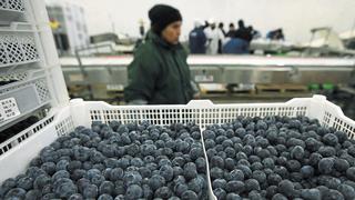 Arándanos, uvas y paltas se imponen como principales productos de exportación a Reino Unido