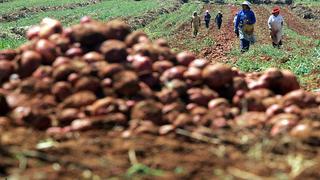 Manuchar busca expandirse con línea de fertilizantes para la agroindustria