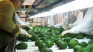 Perú exportará mil millones de libras de palta al mundo por primera vez este año 