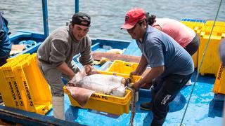 Desembarque de recursos pesqueros creció 13.4% en marzo, según Produce