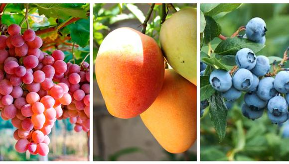 La uva, mango y arándanos camino a ser las próximas estrellas del mercado orgánico, considerando que estos productos han mostrado un importante crecimiento en los envíos en su versión convencional. (Foto: Composición/Gestión)
