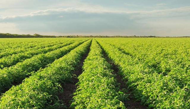 FOTO 19 | GANDULES INC SAC (3'696,736)