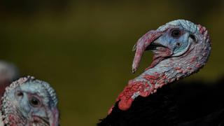 El nuevo sueño americano en Día de Acción de Gracias: un pavo para vegetarianos