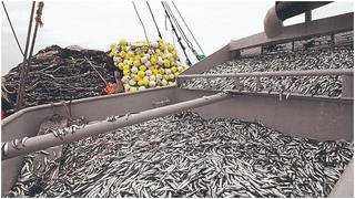 Chile en alerta por megaflota china acusada de dedicarse a pesca ilegal   
