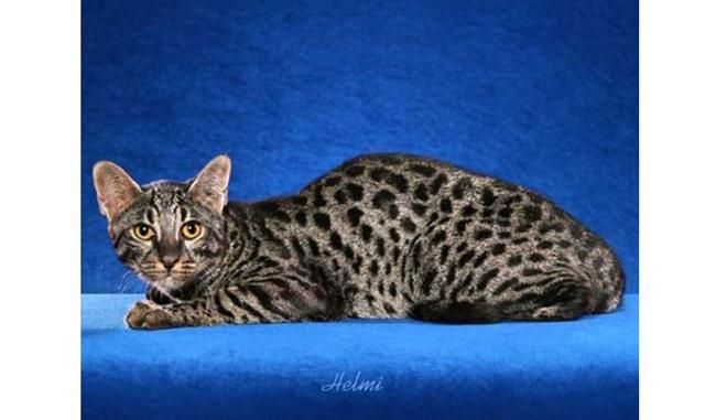 Safari. Esta raza extraña apareció gracias al cruce de un gato doméstico y uno salvaje sudamericano de Geoffroy. Los primeros representantes de la raza fueron creados en Estados Unidos en 1970 para estudiar la leucemia. El peso de un gato adulto en promed