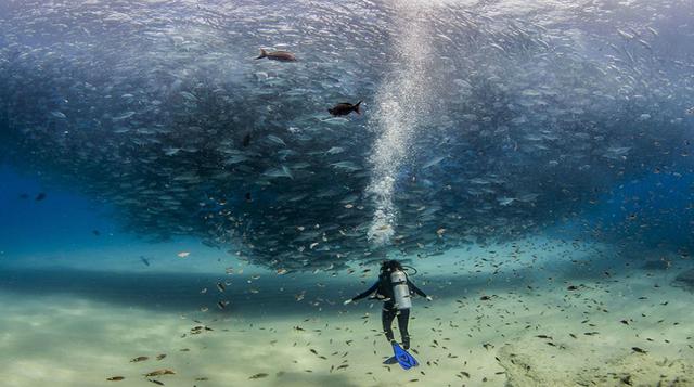 All the Fish in the Sea, Cabo Pulmo, México – Fotografía de Jeff Hester.