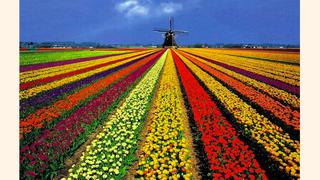Pronóstico para los tulipanes holandeses: brillante, aunque se esperan numerosos turistas