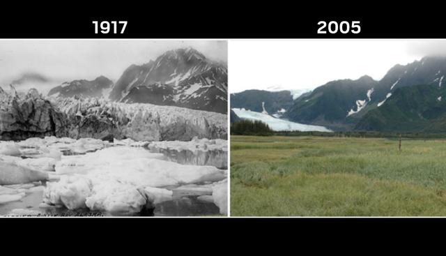 Glaciar Pedersen | El calentamiento global ha generado que los Glaciares Pedersen prácticamente estén a un paso de la extinción. Sus campos cubiertos por hielo han sido reemplazados por áreas verdes.  (NASA)