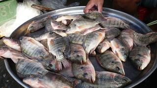 Creciente consumo de pescados y mariscos en EE.UU. abre oportunidades a exportadores peruanos