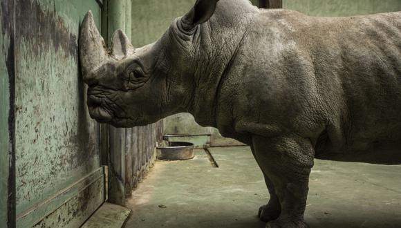 Cada año se pierden màs de miles rinocerontes a manos de cazadores furtivos.  (Foto: Bloomberg)