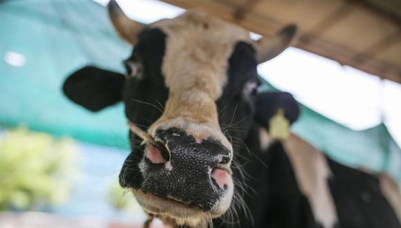 Una vaca en una granja lechera en el distrito de Anand, Gujarat, India, el miércoles 1 de junio de 2022. (Foto: Bloomberg)