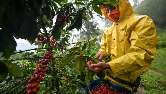El mundo produjo 0.9% menos de café en el 2019/2020 con respecto al periodo anterior. (Foto: AFP)