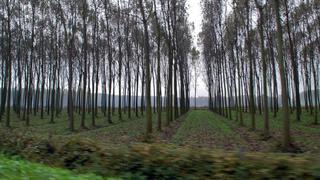 Créditos para plantaciones forestales cubrirán 70% de costos de tala y transformación de madera