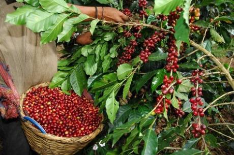 Los precios bajos causaron "mucho abandono de los cultivos, o los productores aplicaron menos insumos como fertilizantes", explicó Lorenzo Castillo.