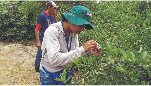 Durante este año, el SENASA ha evaluado 10,704 hectáreas de las regiones Apurímac, Ayacucho, Cusco, Huancavelica, Huánuco y Lambayeque; ejecutando acciones de control en 372 hectáreas.