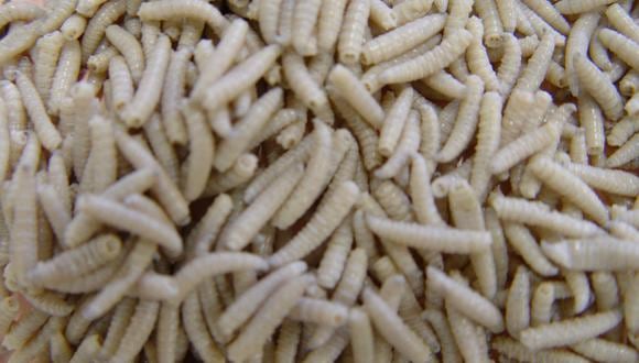 Las larvas se venden a los procesadores de piensos, que las muelen hasta convertirlas en polvo mezclado con otros ingredientes para crear una dieta equilibrada para las aves de corral, los cerdos y los peces.