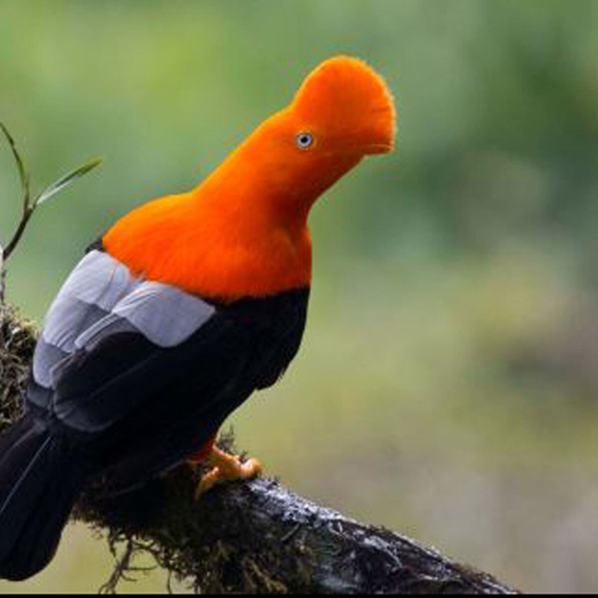 Global Big Day: Conoce a las 10 aves emblemáticas del Perú ...