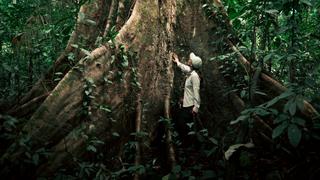 Bosques Amazónicos proyecta clonación de árboles con instituto de Costa Rica