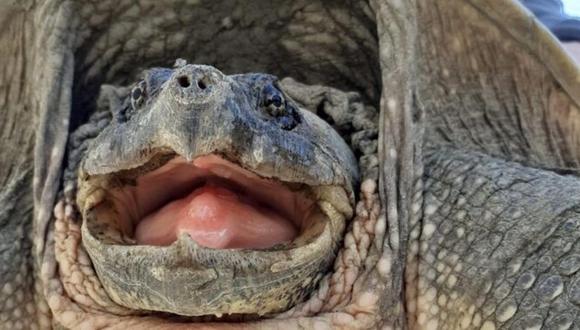 La mayoría de las tortugas envejecen más lentamente y, en algunos casos, su senescencia es insignificante.
