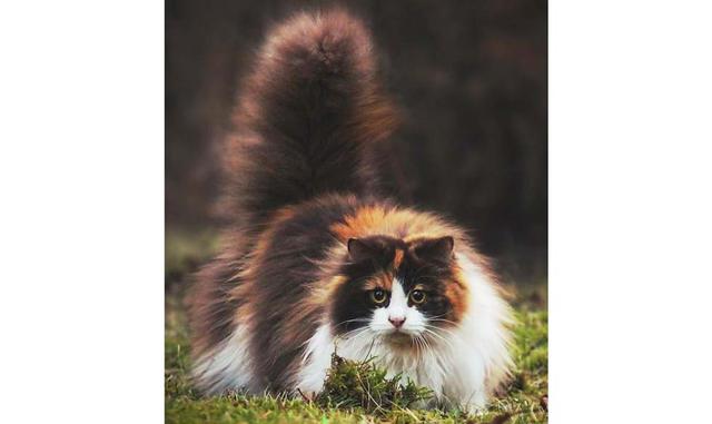 Gato noruego del bosque. Los antepasados de este gato fueron criados por los vikingos hace 2000 años. Tierno y peludo, este gato resiste los fríos más extremos y es un excelente cazador. Los precios de un gatito como este varían entre 600 y 3000 dólares