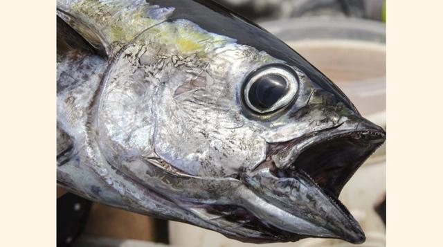 En Japón, los chefs hacen un plato especial utilizando ojos de atún. Estos se fríen con mucho ajo y salsa de soja y, al parecer, son muy sabrosos. (Foto: Getty)
