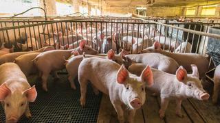 Porcicultores se alistan para exportar carne de cerdo a China a partir del próximo año 