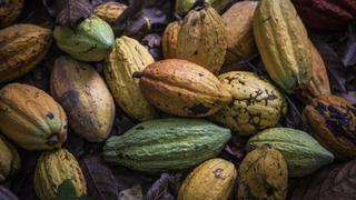 Principales productores de cacao estudian precio mínimo