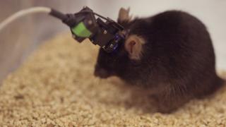 Startup usa minicámaras para monitorear el cerebro de animales