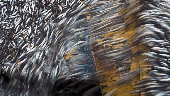 Disponibilidad. Hay condiciones oceanográficas que acercan a la anchoveta a la costa en el sur, según el Enfen. (Foto: AFP)