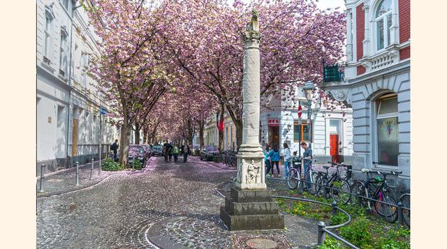 Heerstraße (Bonn, Alemania). Esta callecita de Bonn se convierte, durante unos pocos días de abril, en un lugar como salido de un cuento de hadas. Sucede cuando los cerezos florecen y cubren de un cálido color rosado los árboles y el suelo, que recibe los