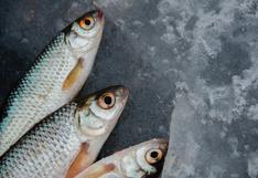 Aumento del 25% en precio del pescado preocupa a la FAO