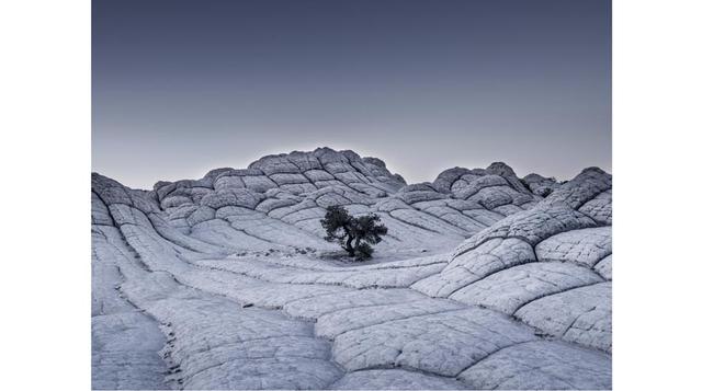 'Árbol solitario' – Tom Jacobi (Alemania), Profesional, Paisaje.