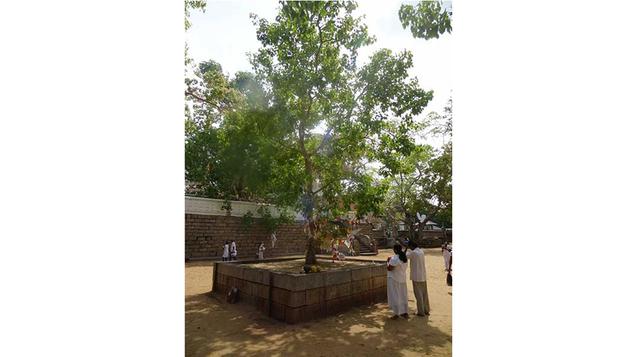 Maha Bodhi. Con 2 302 años de antigüedad, este árbol de Anuradhapura, en Sri Lanka, se encuentra debajo de un Buddha en Moksha –iluminación mediante la meditación y el desapego–. Según la leyenda, este árbol lo transportó Sanghamitta desde Bodh Gaya hasta