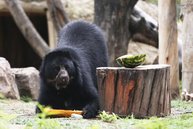 Bolivia: the Andean bear, a symbol against illegal wildlife trafficking