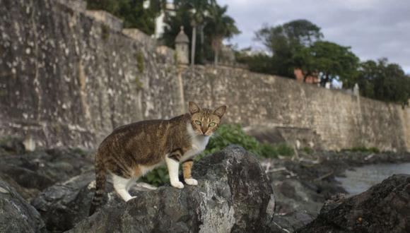 Ante esta situación, la organización sin ánimo de lucro estadounidense, Alley Cat Allies, ubicada en el estado de Maryland y dedicada a proteger a los gatos callejeros, demandó la semana pasada al Servicio de Parques Nacionales con el fin de detener su plan contra los felinos del Viejo San Juan. |Foto: EFE