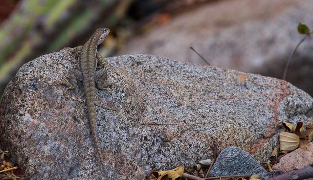 FOTO 1 | En cuanto a reptiles, los Bosques Secos del Marañón son hábitat de cuatro especies nuevas para la ciencia. (Foto: Naturaleza y Cultura Internacional).