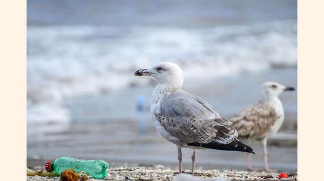 Según un estudio publicado en las Actas de la Academia Nacional de Ciencias de los Estados Unidos de América, las aves marinas tienen un riesgo muy alto de ingerir plástico. Para 2050, casi el 99% de todas las especies de aves marinas, como gaviotas y alb