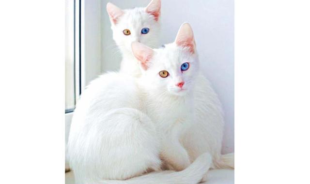 Khao Manee. La primera mención de esta raza está en Tamra Maew, o en el «El libro de los poemas del gato» (1350 — 1767). En Siam antiguo los khao manee vivían solo en las familias reales y se consideraban un símbolo de suerte, abundancia y longevidad. Pue