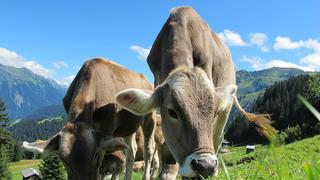 ¿Qué hacer para que las vacas emitan menos metano?