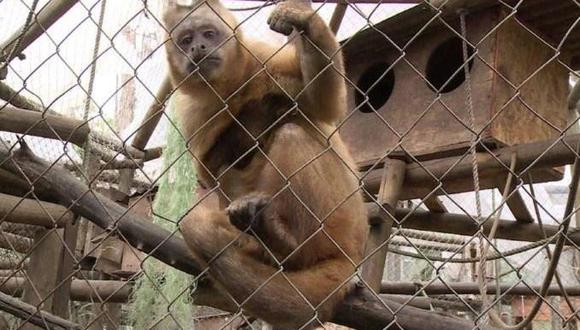 Los primates se encuentran entre los animales más vulnerables al tráfico ilegal. (Foto: Grupo EC)